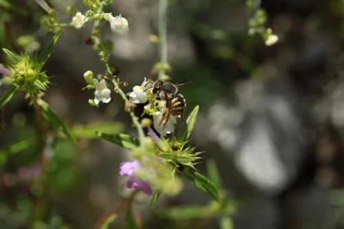 Réf. 266 173 : Anthidium sp.