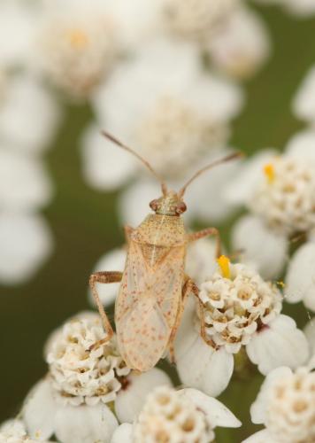 Stictopleurus sp.