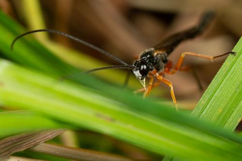 Réf. 266 056 : Dolichomitus sp.
