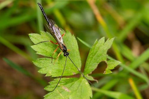 Réf. 266 055 : Dolichomitus sp.