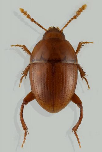 Réf. 266 211 : Leiodes discontignyi