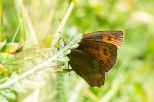 Réf. 266 351 : Erebia euryale