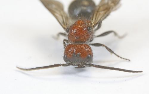 Réf. 266 947 : Myrmilla erythrocephala