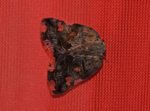 Ricania speculum