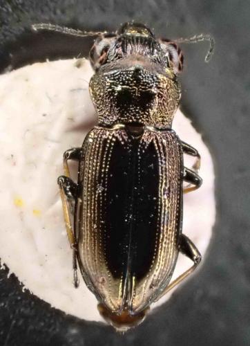 Réf. 266 265 : Notiophilus biguttatus