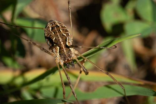 Réf. 266 328 : Mitopus morio