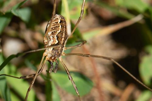 Réf. 266 329 : Mitopus morio