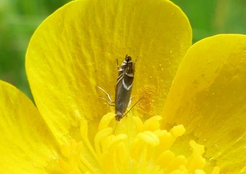Glyphipterix sp.