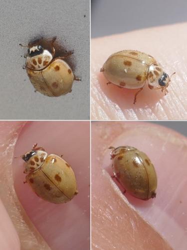 Réf. 266 069 : Adalia decempunctata