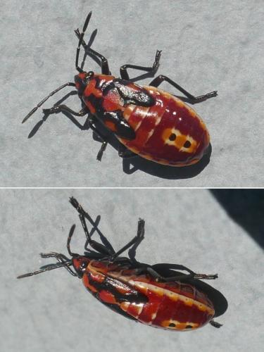 Réf. 266 565 : Spilostethus pandurus