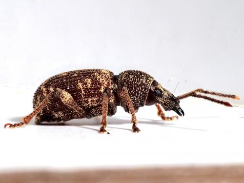 Otiorhynchus sp.