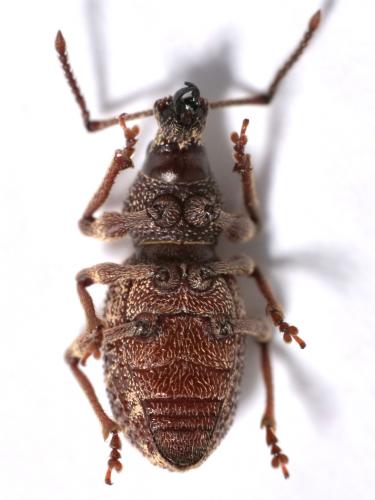 Otiorhynchus sp.