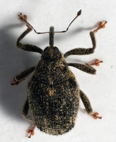 Réf. 266 281 : Ceutorhynchus pallidactylus