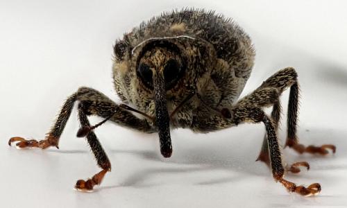 Réf. 266 283 : Ceutorhynchus pallidactylus