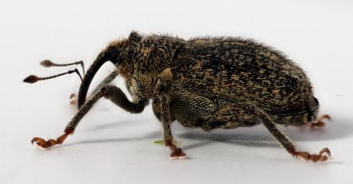 Réf. 266 282 : Ceutorhynchus pallidactylus