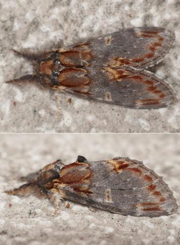 Notodonta dromedarius