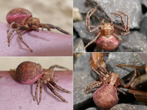 Réf. 266 621 : Xysticus lanio