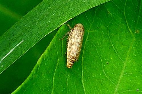 Réf. 266 593 : Euscelis sp.
