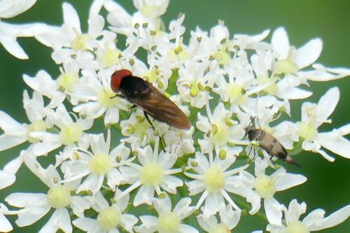 Réf. 266 067 : Chrysogaster solstitialis