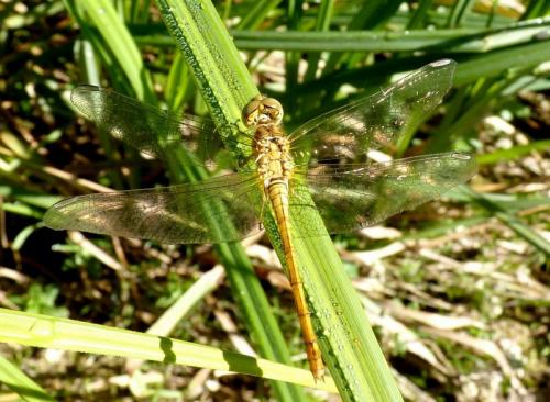 Sympetrum meridionale