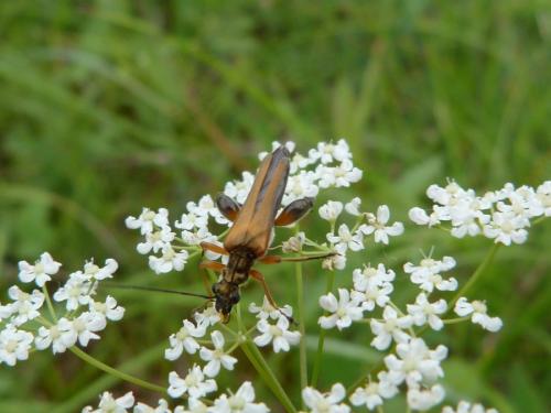 Réf. 266 802 : Oedemera podagrariae