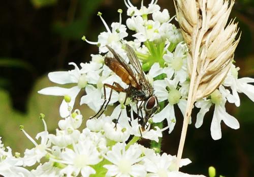 Réf. 266 324 : Solieria sp.