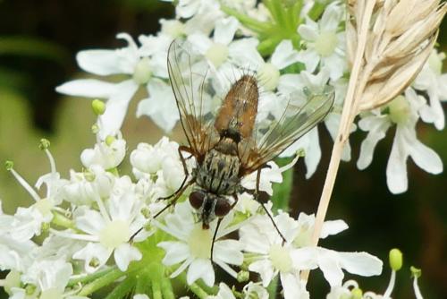 Réf. 266 325 : Solieria sp.
