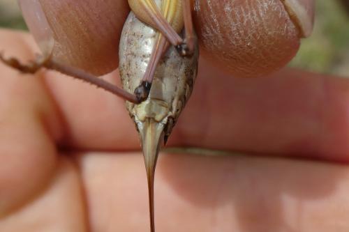 Anonconotus occidentalis