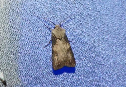 Réf. 266 400 : Agrotis puta