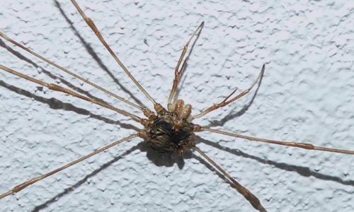 Réf. 266 588 : Dicranopalpus ramosus