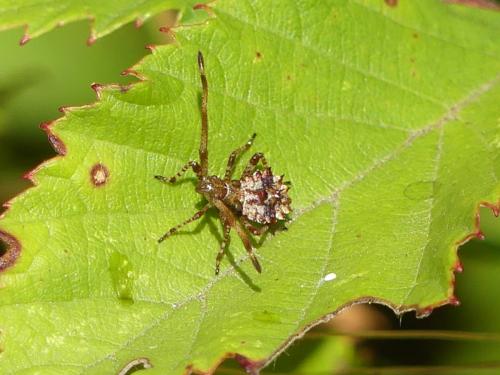 Réf. 266 177 : Coreus marginatus