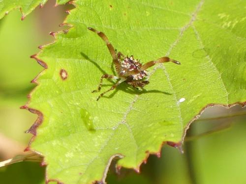 Réf. 266 178 : Coreus marginatus