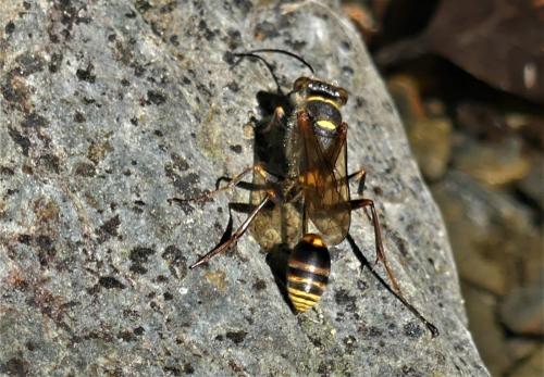 Réf. 266 214 : Sceliphron curvatum