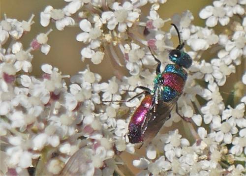 Chrysis (bicolor-illigeri)