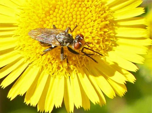 Zodion sp.