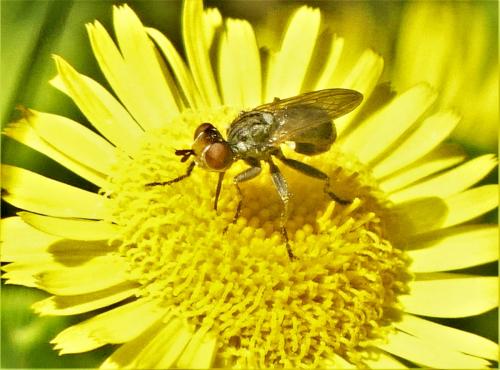 Zodion sp.