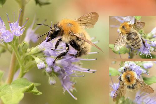 Bombus pascuorum