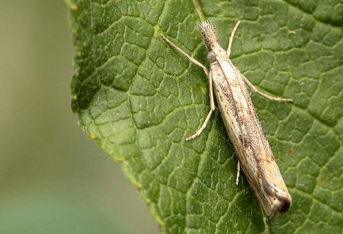 Réf. 266 720 : Agriphila geniculea