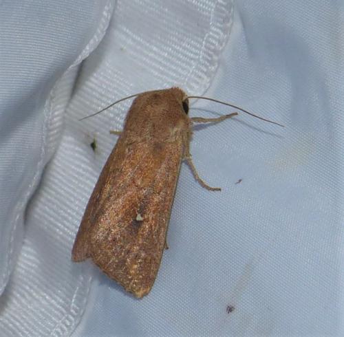 Réf. 266 307 : Mythimna albipuncta