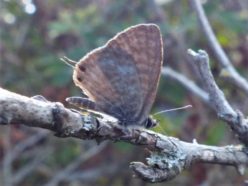 Réf. 266 151 : Leptotes pirithous