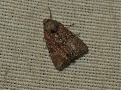 Réf. 266 243 : Mesoligia furuncula