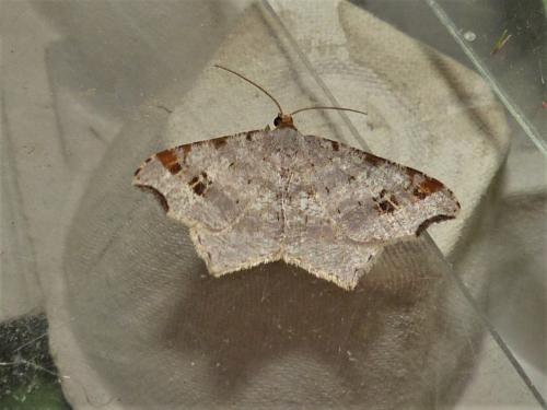 Réf. 266 156 : Macaria alternata