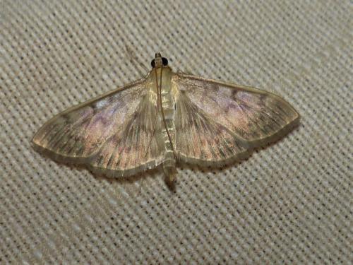 Réf. 266 240 : Pleuroptya ruralis