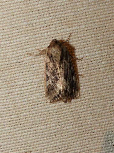 Réf. 266 310 : Luperina dumerilii