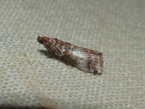 Réf. 266 308 : Acrobasis advenella