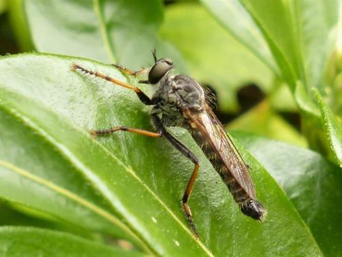 Réf. 266 659 : Neomochtherus geniculatus