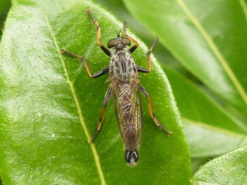 Réf. 266 660 : Neomochtherus geniculatus