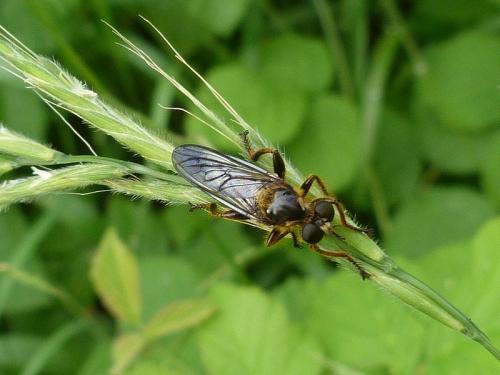 Choerades sp.