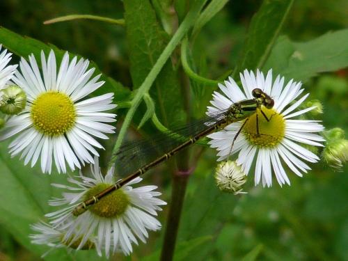 Erythromma viridulum