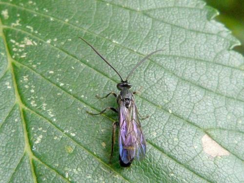 Metopius sp.